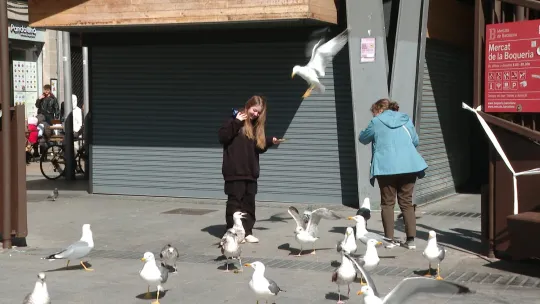 Barcelona’s Gulls Dubbed ‘pickpockets’ for Sandwich Thefts