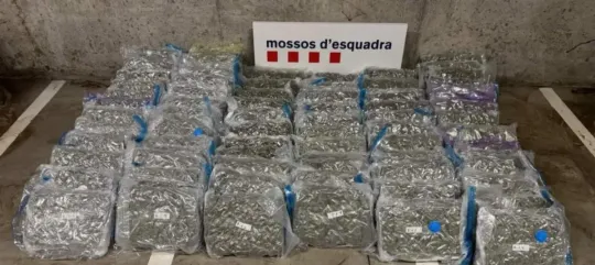 Scent of Crime: Man With 78kg Marijuana Held in Martorell