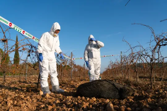 ASF Spreads in Barcelona, Sant Just Added to High-risk Zone