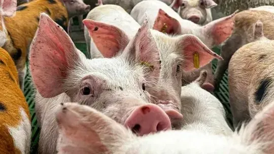 Human Swine Flu Case Detected in Lleida, Catalonia