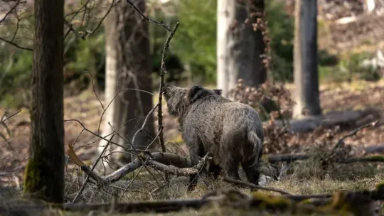 Catalonia Finds 33 New ASF Cases in High-risk Zone