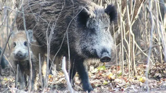 Catalonia Culls 1,400 Boars Near Barcelona to Halt ASF