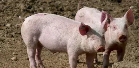 China Bans Tarragona Pork Amid Swine Fever Fears