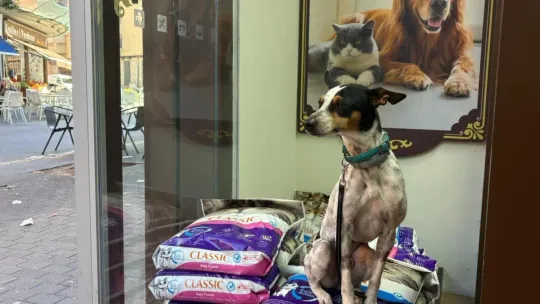 Dog Poisonings Plague Sant Adrià; Owners Fearful