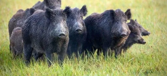 Collserola Wild Boar Cull: Catalonia Orders Drastic Reduction to Stop Swine Fever