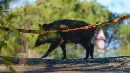 African Swine Fever Catalonia: New Case Outside Zero Zone
