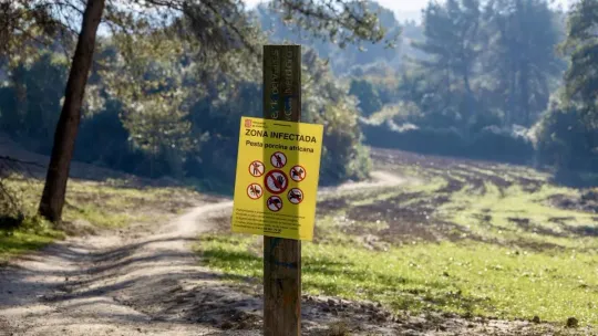 African Swine Fever in Catalonia: Pig Sector Demands Buffer Zone