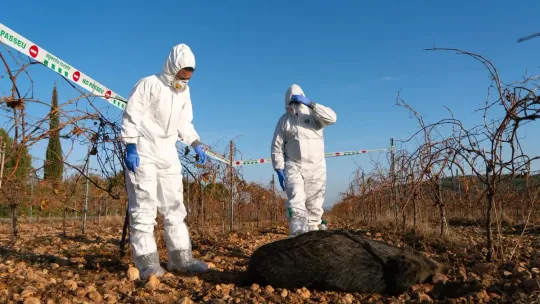 African Swine Fever Outbreak Expands in Catalonia with New Restrictions