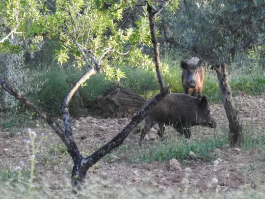 African Swine Fever in Catalonia Reaches 29 Confirmed Cases