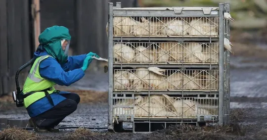 Avian Flu Detected at Lleida Farm, 10km Zone Enforced