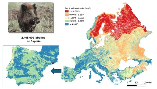 European Wild Boar Map Shows Extreme Density in Spain
