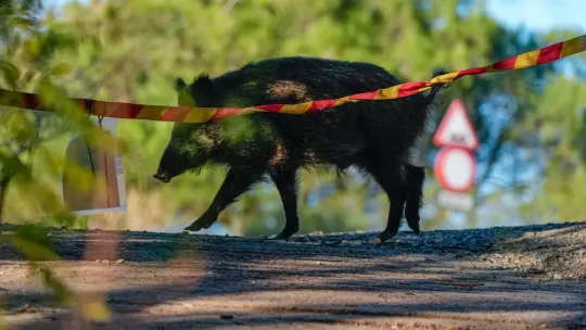Catalonia African Swine Fever Cases Reach 27, Zone Expands