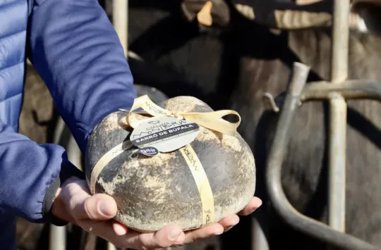 Catalan Buffalo Cheese Wins Gold at World Cheese Awards