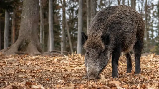 Barcelona African Swine Fever Confirms 26 Wild Boar Cases