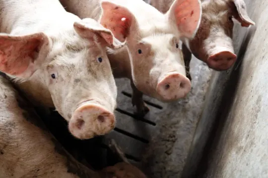 China Cuts Catalan Pork Tariffs to 9.8% From 20%