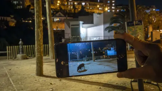 Wild Boar Invasion in Barcelona’s Collserola Park Area