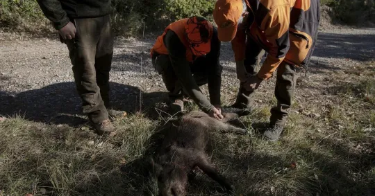 Catalan Boar Hunt Yields 2 Animals, Questions Cull Plan