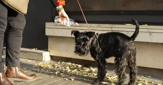 Barcelona Approves €300 Fines for Dog Urine on Streets