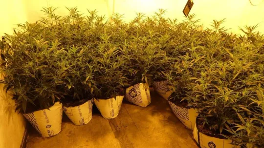Mossos Dismantle Santa Coloma Cannabis Plant, Arrest Two