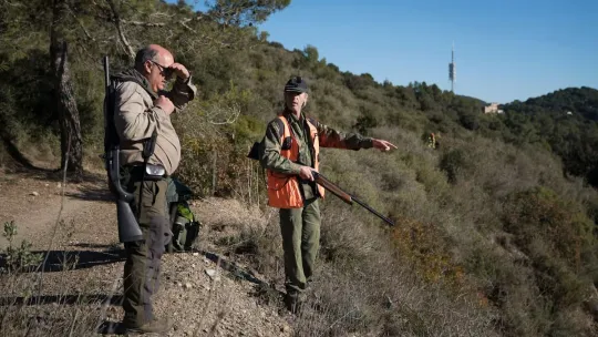 Catalonia Plans 60,000 Wild Boar Cull After Swine Fever