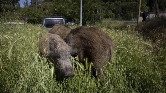 Three Dead Boars Found in Vallès Trigger Swine Fever Alert
