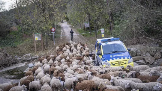 Collserola Shepherd Maintains Forest Work Amid Swine Fever