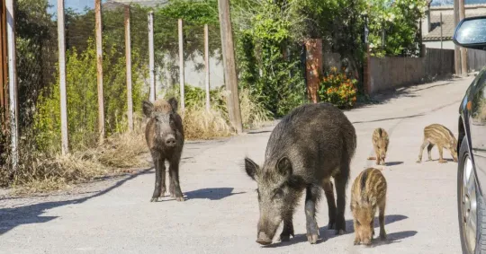 Catalonia Wild Boar Population Doubles to 200,000
