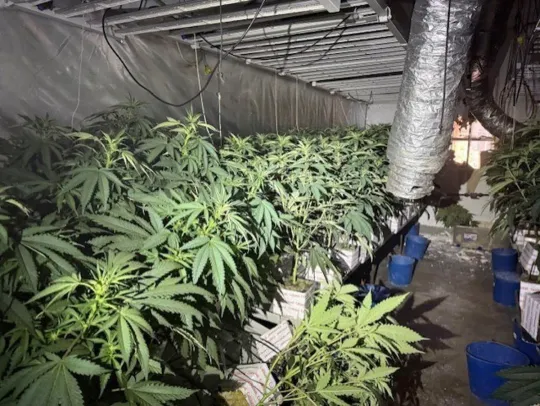 Sant Martí Fires Reveal 2 Marijuana Farms, 2,000 Plants