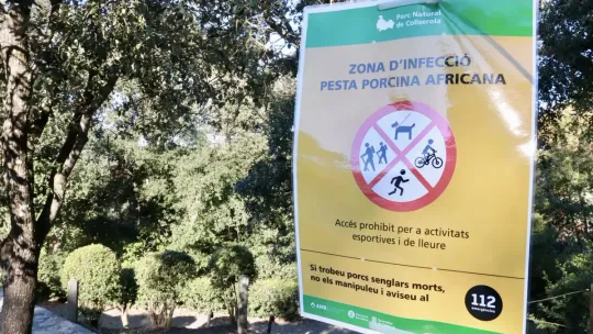Barcelona’s Collserola Park Closed Over Swine Fever Outbreak