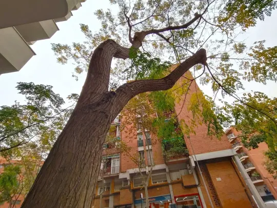 Barcelona Reshapes Pavement After 10-Metre Tree Battle