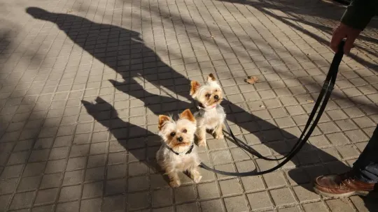 Barcelona Funeral Homes Launch Pet Farewell Services