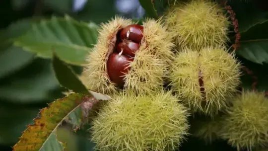 Montseny Park Delivers Barcelona’s Best Chestnut Harvest