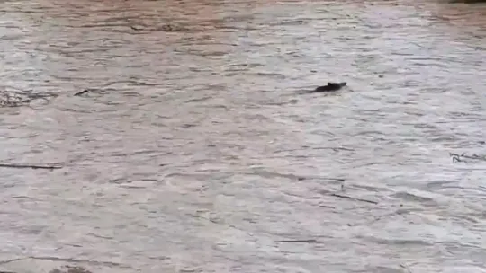 Besòs River Flow Hits 250 m³/s in Storm Crisis