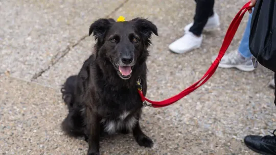 Castelldefels Hosts First 120-Dog Canicross Race Sunday