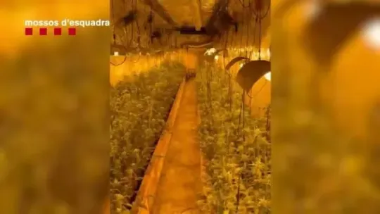 Police Seize 375 Cannabis Plants in Ripollet Raid