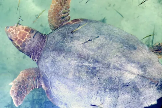 Marine Animal Rescues Surge Along Catalan Coast This Summer