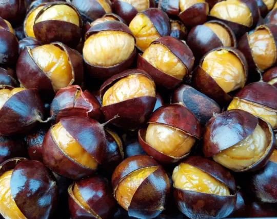 Castanyada Festival Celebrates Catalan Autumn Traditions