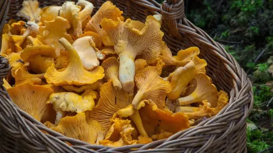 Mushroom Foraging Barcelona: Best Autumn Spots Revealed