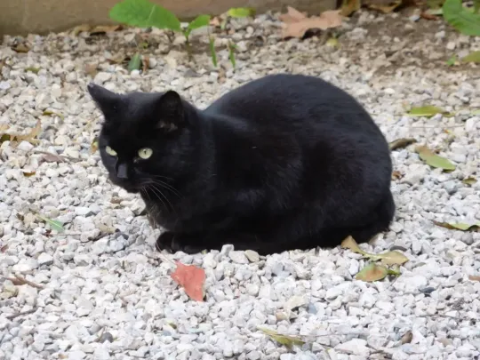 Terrassa Bans Black Cat Adoptions Over Halloween