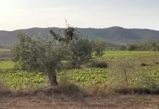 Wine tourism growing in Catalonia but young consumers still elusive