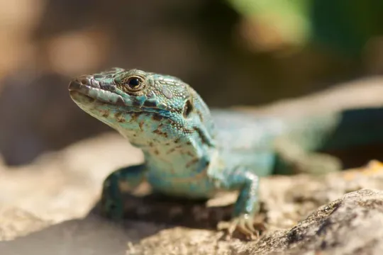 160 reptile experts warn of amphibian and reptile decline at Barcelona congress