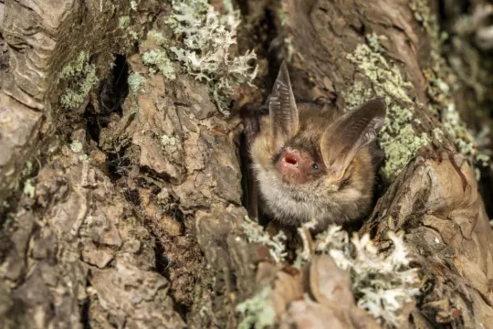 Endangered bat found at record altitude in Cadí-Moixeró park