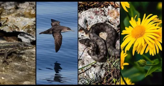 Catalan Biogenome Project Sequences Hundreds of Species