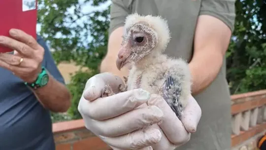 Barn owls return to breed in Sant Boi agrarian park
