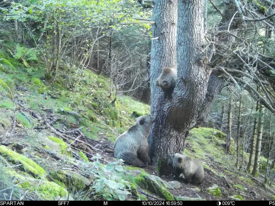 Bear and Cubs Filmed in Catalan Pyrenees