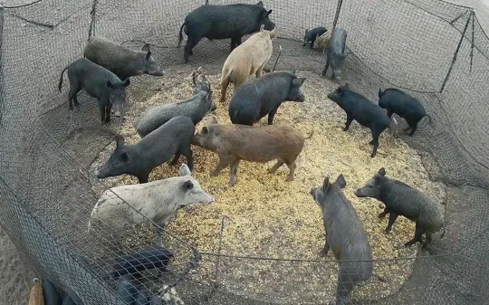 Collserola Deploys Drones and Traps to Halt Swine Fever