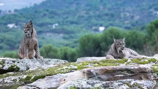 Iberian Lynx Return to Aragon, Edging Closer to Catalonia
