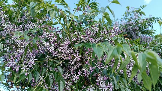 Melia azedarach tree with purple flowers blooming on a Barcelona street