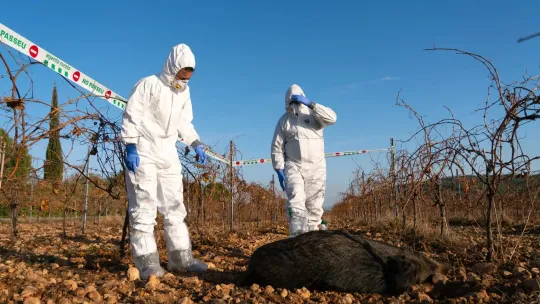 New Swine Fever Cases in Boars Near Barcelona Confirmed