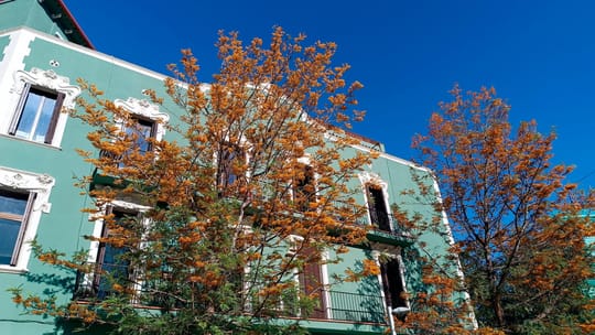Bright yellow flowers of an Australian silky oak tree against green leaves in Barcelona.